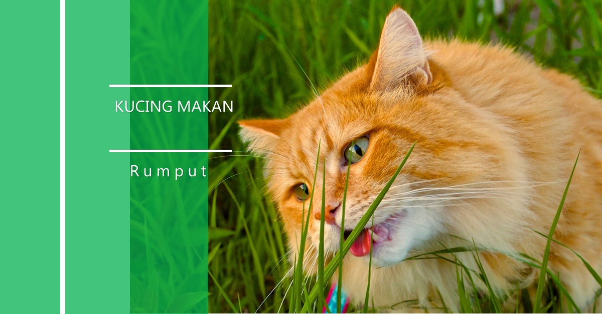 kucing makan rumput